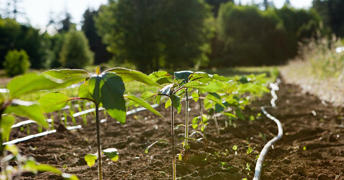 Regenerative Farming