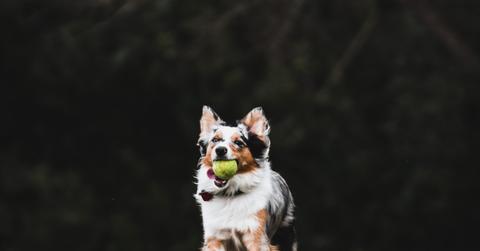 Dog running with a tennis ball