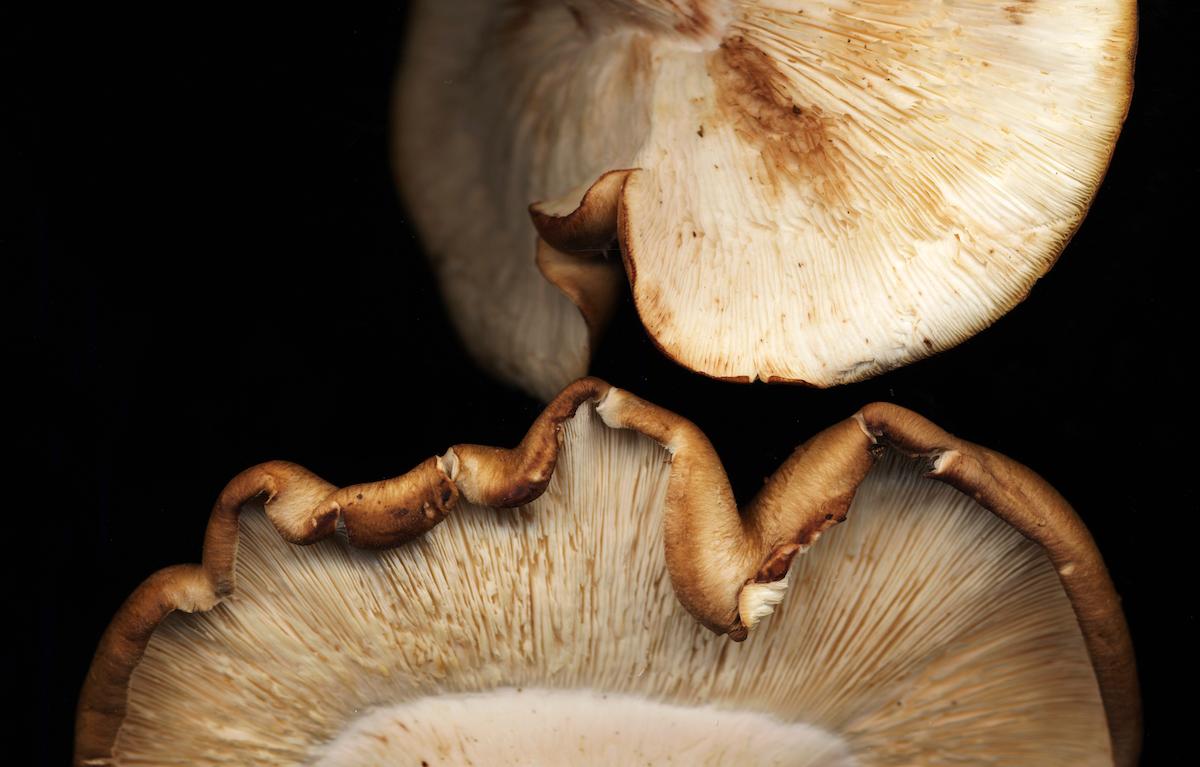 Underside of shiitake mushroom caps