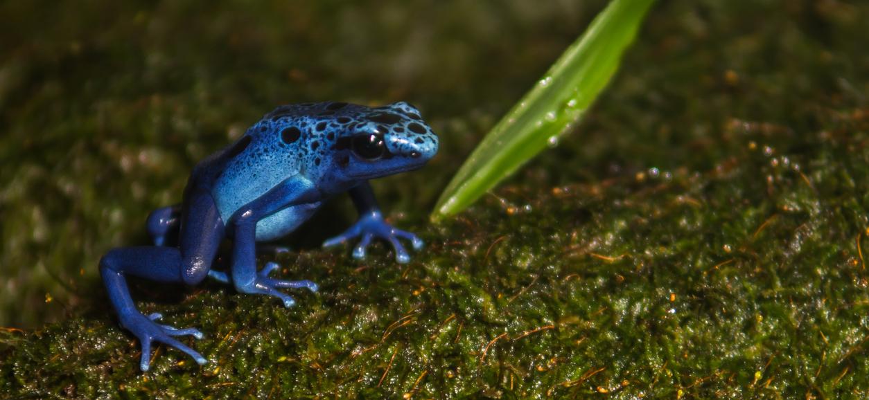 10 Facts About Poison Dart Frogs, Who Are Tiny but Deadly