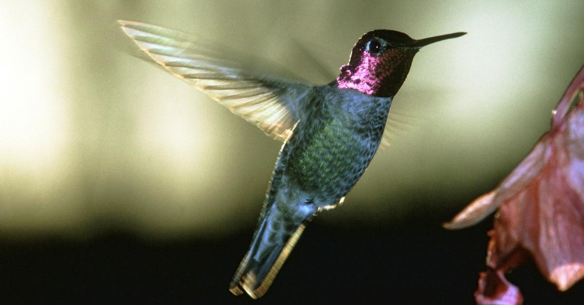 Closeup of a hummingbird mid-flights