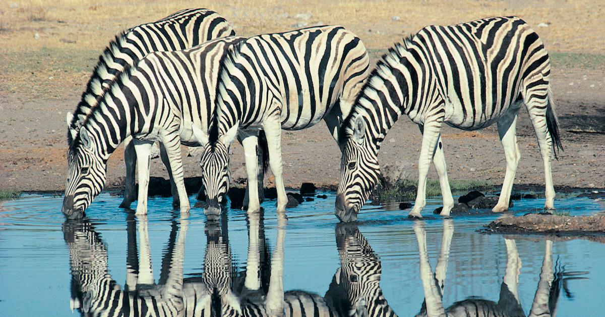 Three zebras drink out of a watering hole.