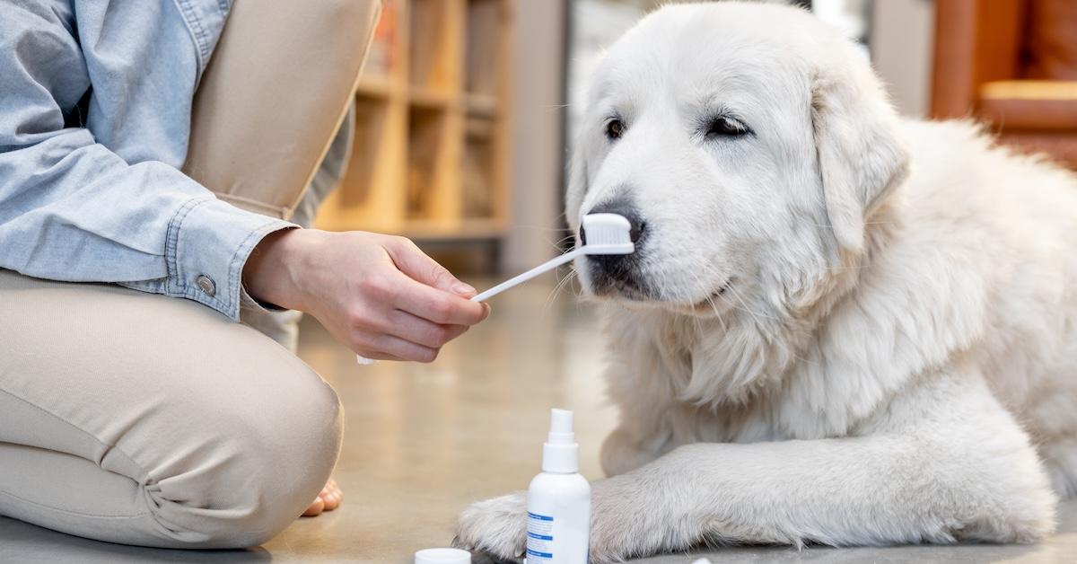 White dog on the floor ready for teeth brushing