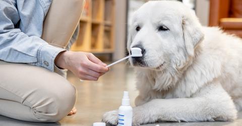 White dog on the floor ready for teeth brushing
