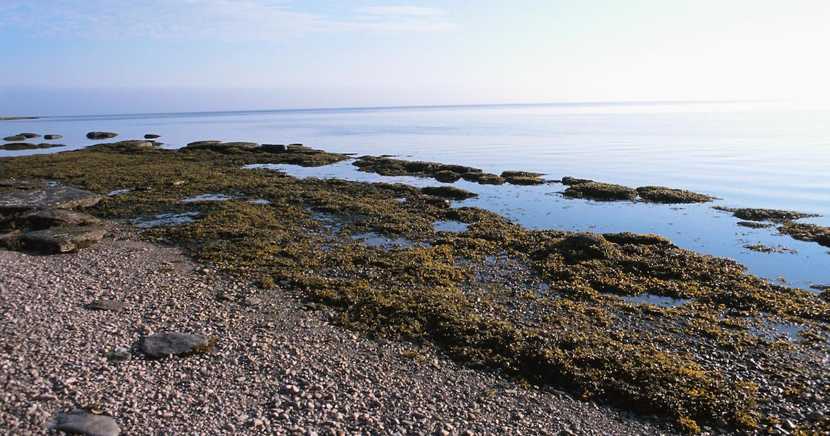 Seaweed on a beach