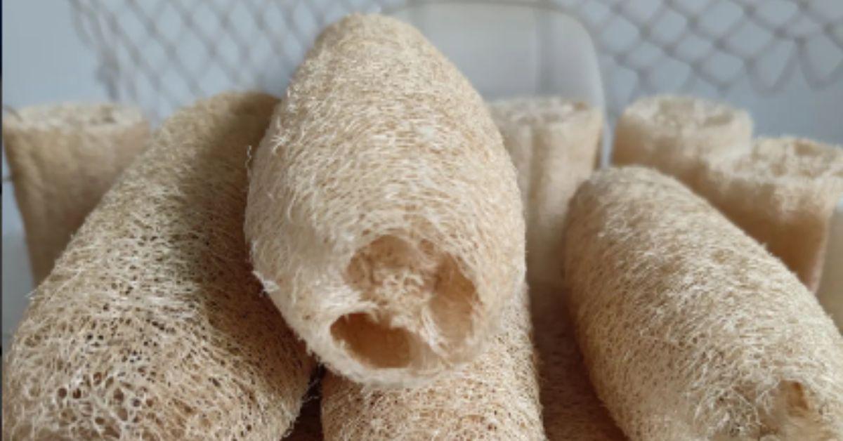 All Natural Luffa/Loofah – Recreating Society