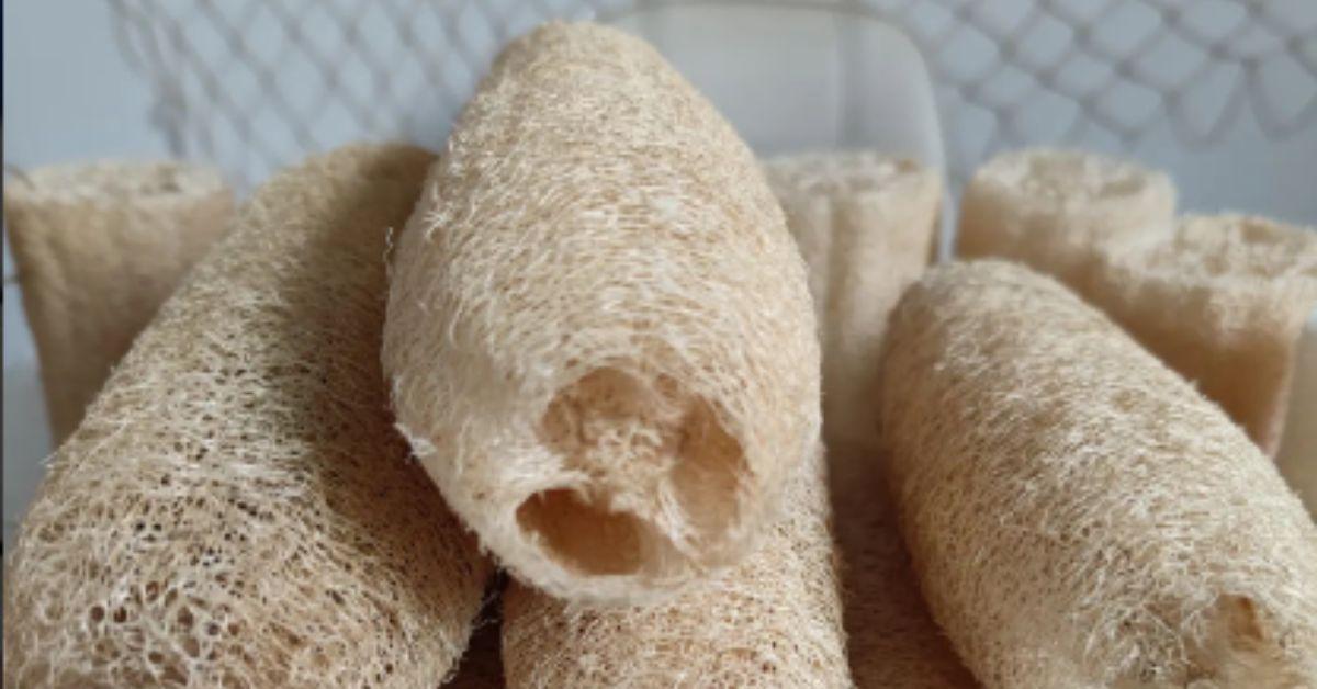 Loofah Making Affordable, Eco-Friendly Loofahs to Use While Going Green