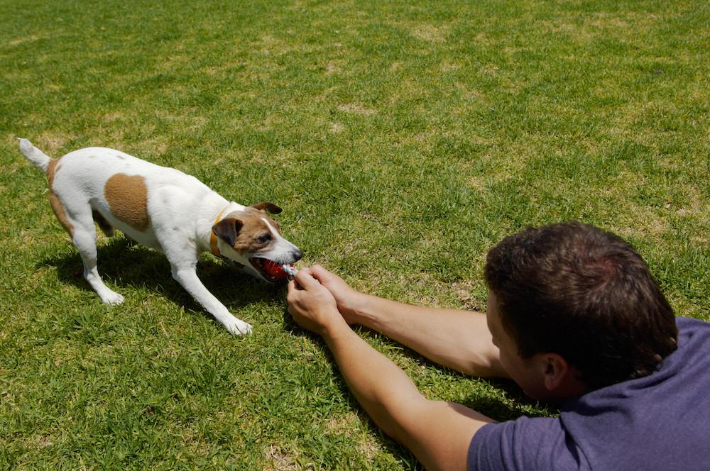 A Jack Russell Terrier playing with a man outside in the grass.