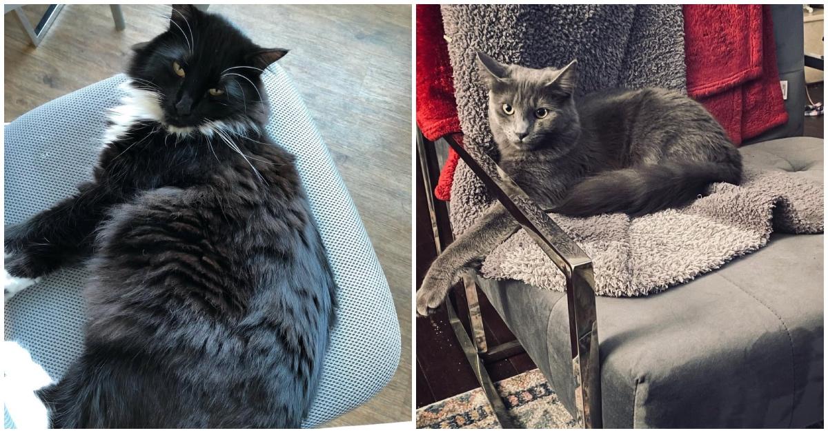 Tuxedo cat lounging on a chair and a gray cat laying on a gray chair with a gray blanket. 