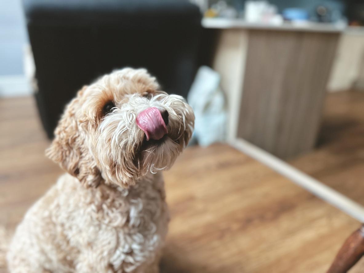 A Cockapoo tilts his head with his tongue out as he licks his lips after eating a meal.