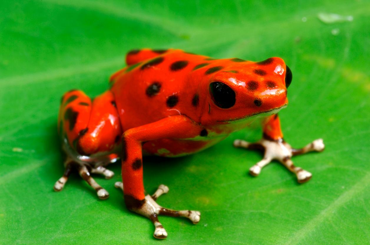 A strawberry poison dart frog on a leaf. 