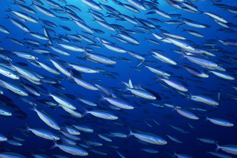 Poition Fish Invasive Fish Species That You Should Know About