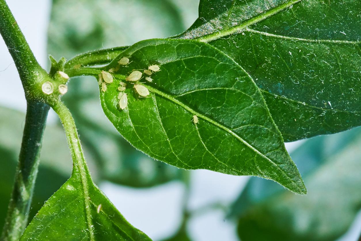 Small green aphids on a bright green outdoor plant.