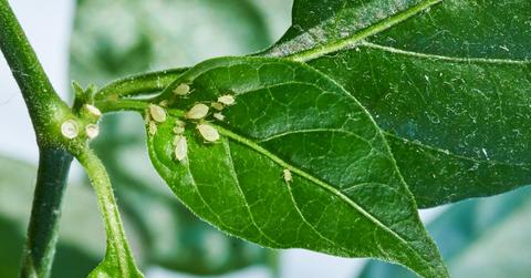 Small green aphids on a bright green outdoor plant.