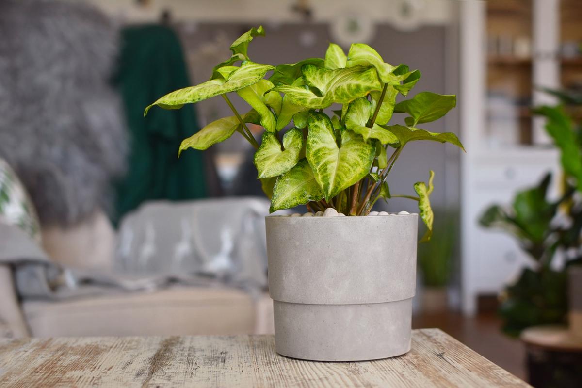 indoor flowering vines