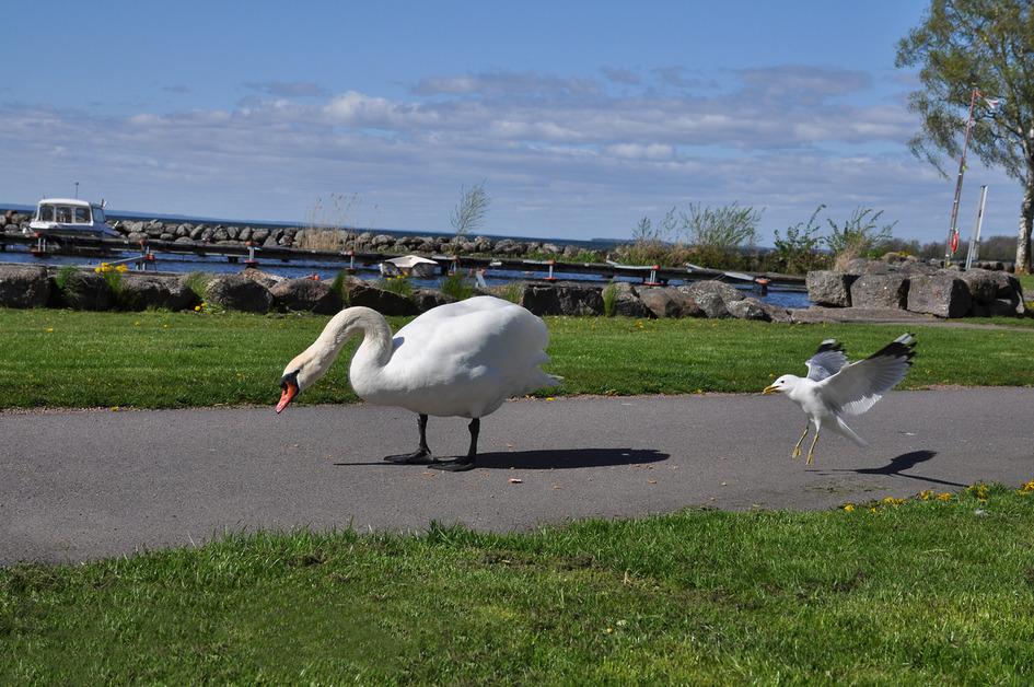 A swan stands on a sidewalk in front of a boat harbor and a seagull lands behind them. 