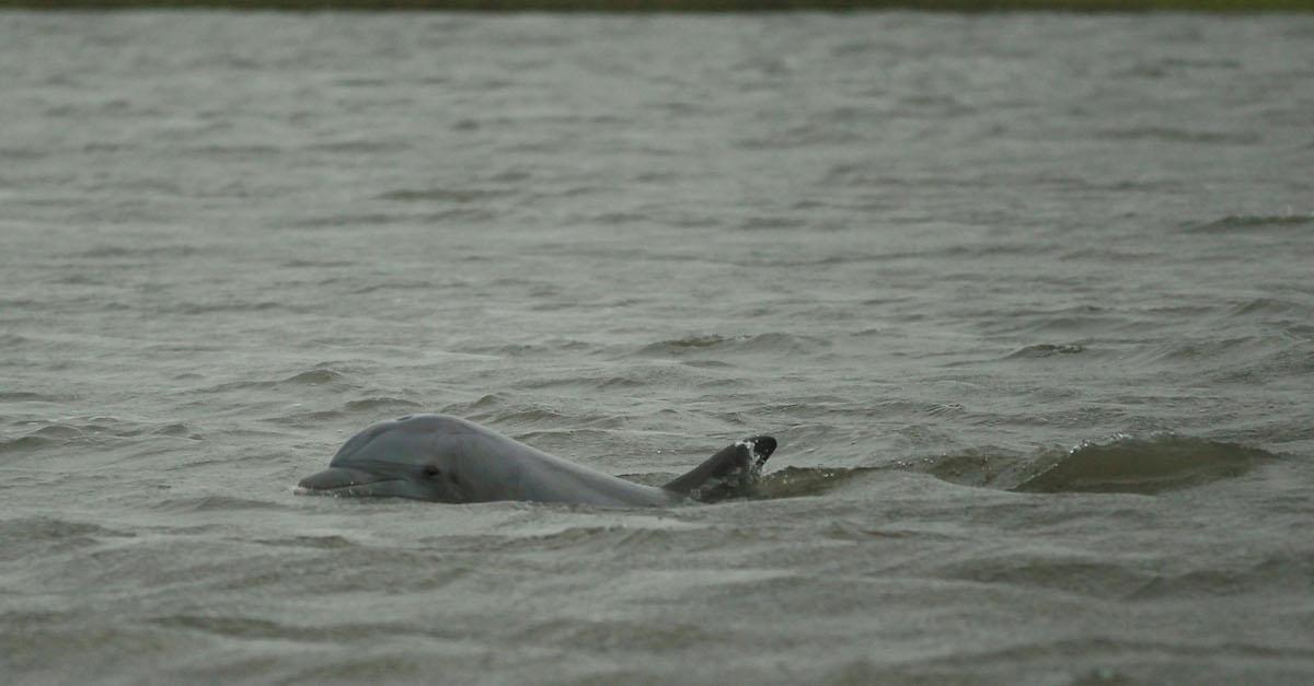 Deepwater Horizon Dolphins