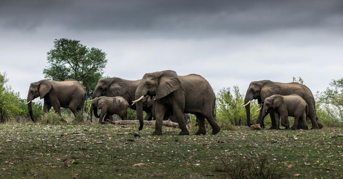 A heard of elephants walks together through a clearing