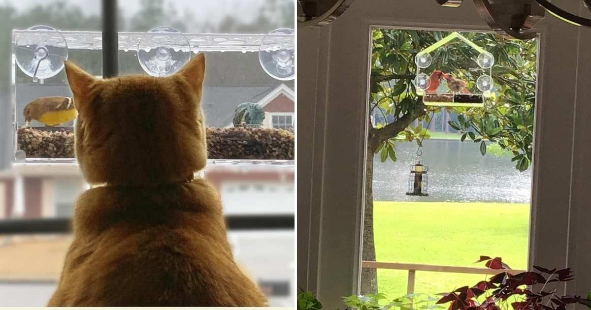 (L) A pet cat staring at Nature Hangout's window bird feeder. (R) Two adorable birds are pecking at the bird food in the feeder. (Cover Image Source: Amazon)