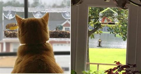 (L) A pet cat staring at Nature Hangout's window bird feeder. (R) Two adorable birds are pecking at the bird food in the feeder. (Cover Image Source: Amazon)