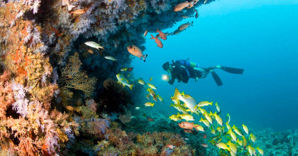 A diver near the seafloor. (Representative Cover Image Source: Getty Images | Michele Westmorland)