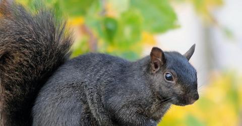 A black squirrel is photographed with colorful trees in the background.