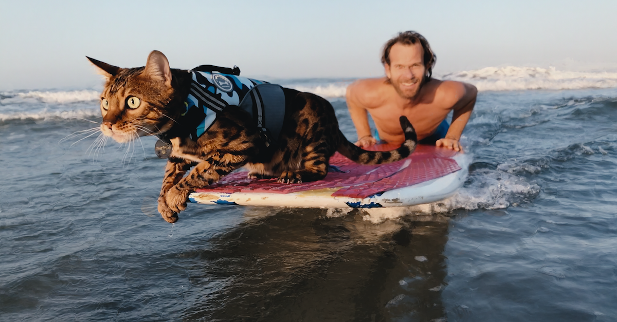 Cat Surfer