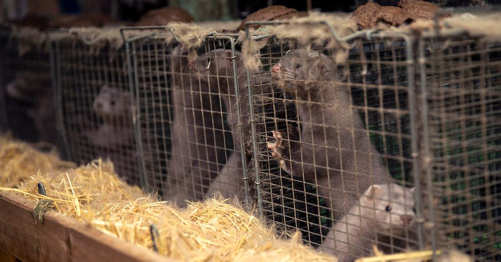 Ohio Mink Release Animal Rights Group Frees 10,000 Minks From Fur Farm