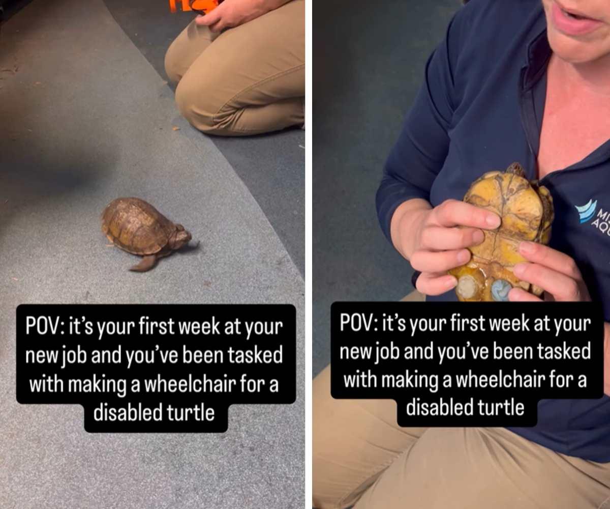 pn/cbc bcd a ea fcebccfa