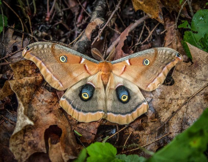 A large moth appears atop dead fall leaves.