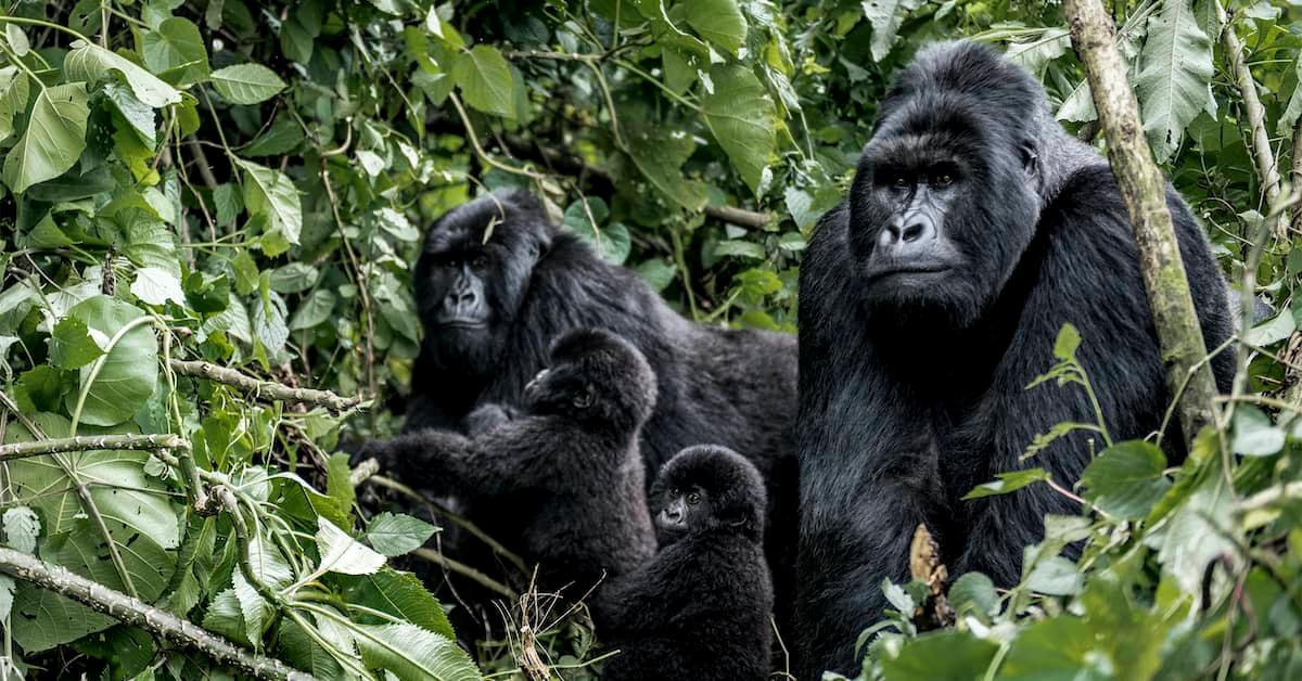 Two adult mountain gorillas with two toddler-size youngsters sitting in lush green foliage