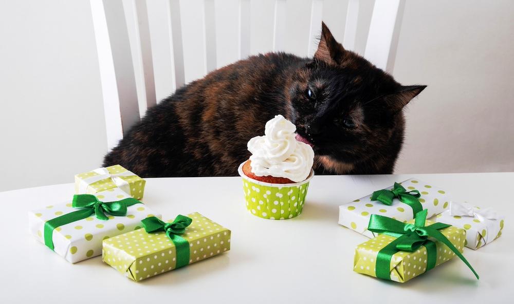 A black cat tasting whipped cream on a cupcake. 