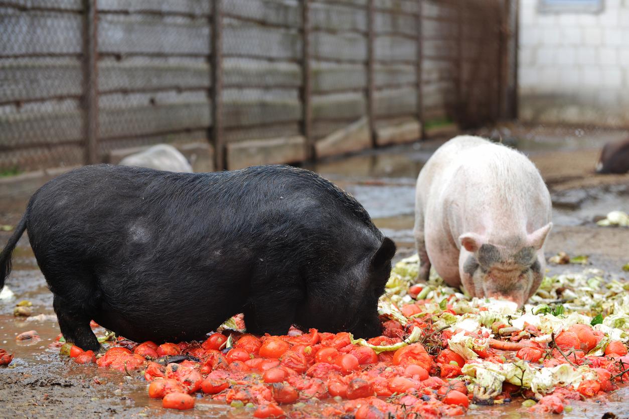 Two pigs are pictured consuming vegetable scraps on a farm.