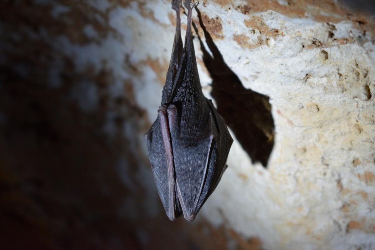 Bat sleeping upside down in a cave