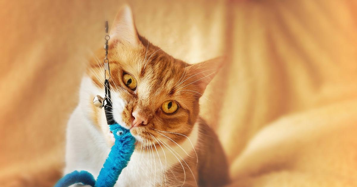 Orange tabby cat with a blue toy on a string in their mouth. 