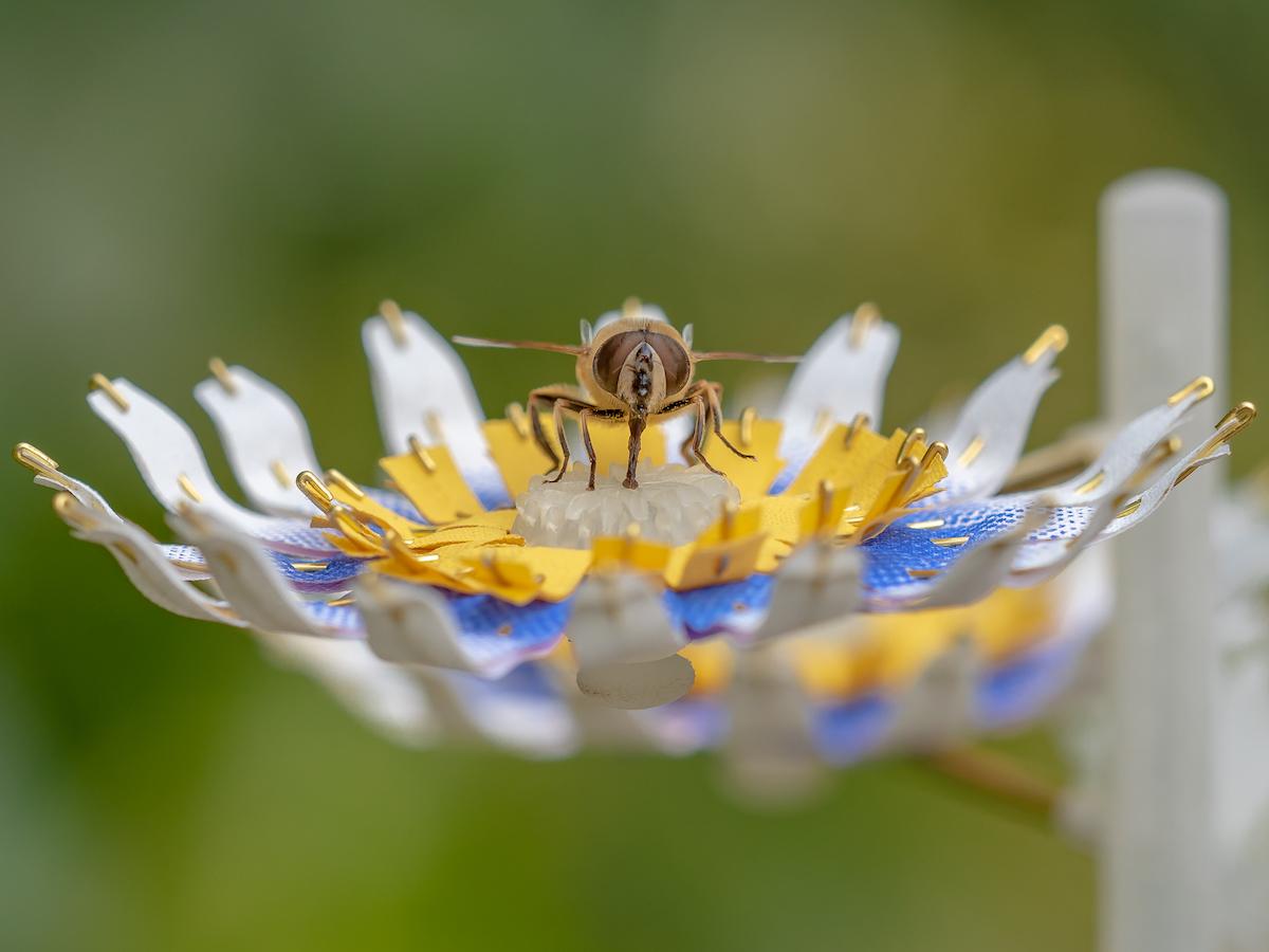 Insectology Food for Buzz_Janneke van der Pol Bee Flower