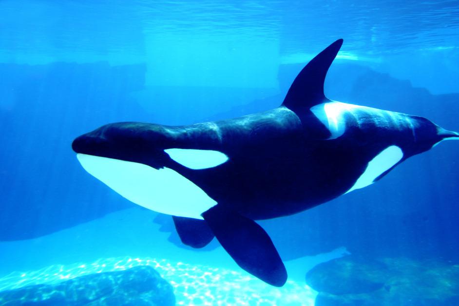 Killer Whale stock photo