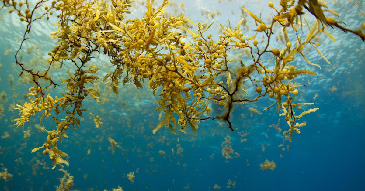 Sargassum Seaweed 2023 Forecast Where the Stinky Algae Will Appear