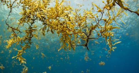 Sargassum