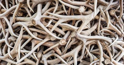 A pile of antlers