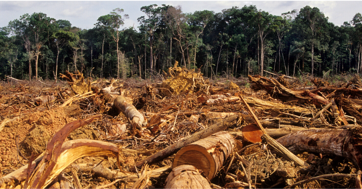 rainforest deforestation facts