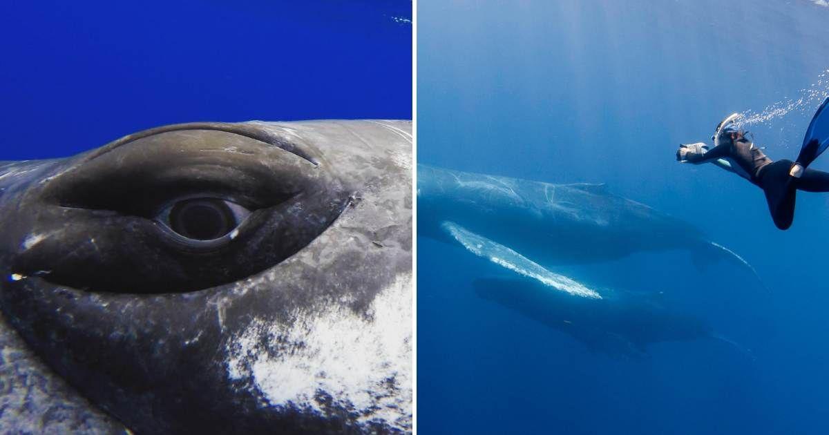 (L) Humpback whale popped his eye wide to warn the diver (Cover Image Source: Instagram | @nanhauser) | (R) Diver swimming with whale (Representative Cover Image Source: Getty Images | WildestAnimal)