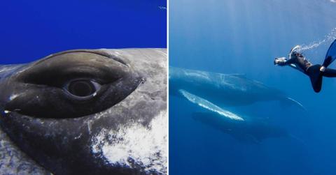 (L) Humpback whale popped his eye wide to warn the diver (Cover Image Source: Instagram | @nanhauser) | (R) Diver swimming with whale (Representative Cover Image Source: Getty Images | WildestAnimal)