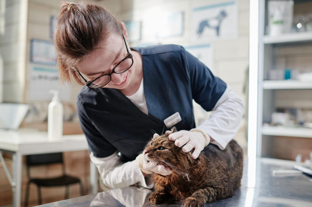 Female veterinarian examining brown tabby cat