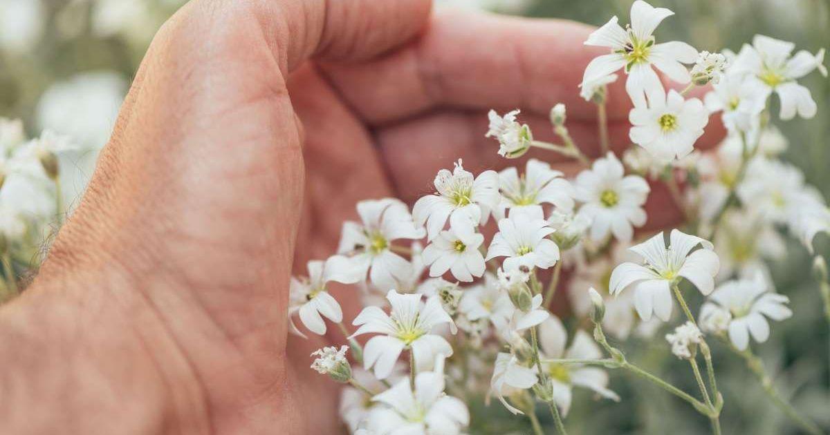 Hands holding White flowers with bright yellow centers. (Representative Cover Image Source: Getty Images | Bits and Splits)