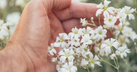 Hands holding White flowers with bright yellow centers. (Representative Cover Image Source: Getty Images | Bits and Splits)