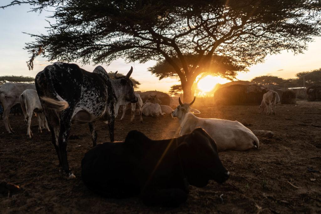 Pastoralism