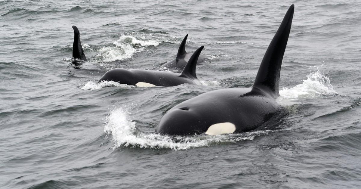 A pod of orcas breach the surface of the water together