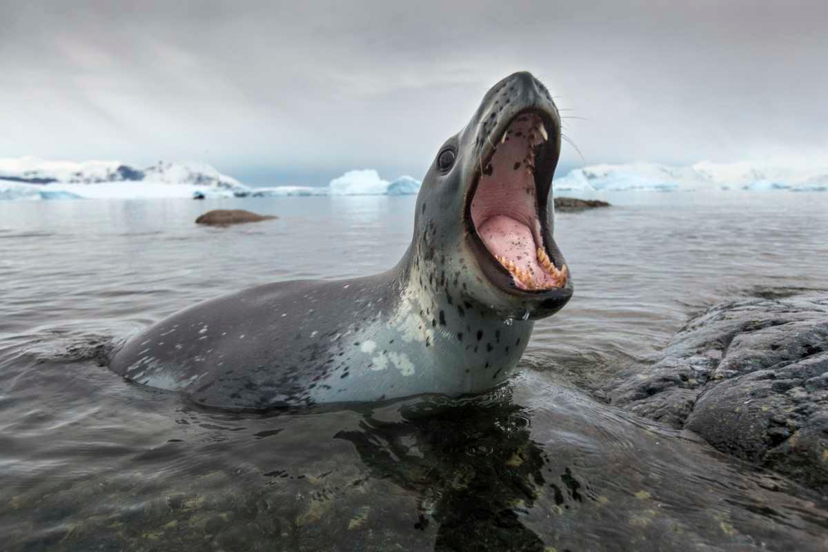 pn/ad ce ae ae eaacb