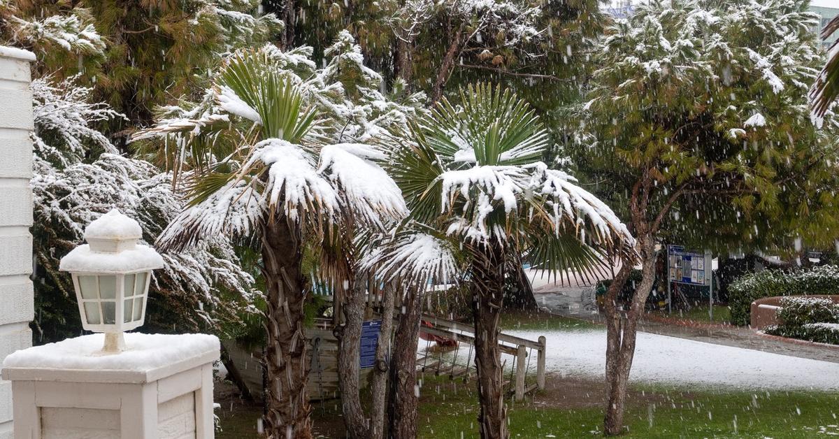 A Guide to Building Cold Frames for Palms, to Keep Them Warm This Winter